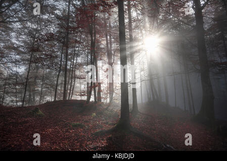 Fall image with a shadowed forest, in autumn colors, enlightened by a few sun rays that pierced the morning mist, in Fussen, Germany. Stockfoto