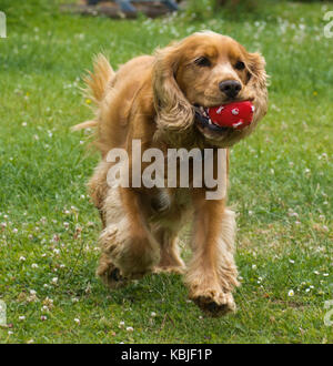 Sprocker mit Ball im Mund Stockfoto