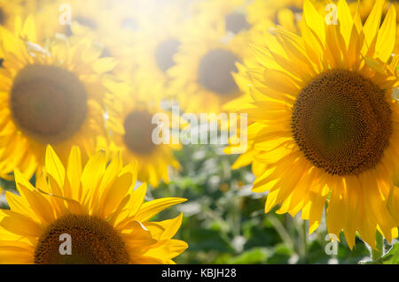 Feld mit Sonnenblumen in der Vendee, in der Nähe der Mouilleron-en-Pareds, Frankreich (Sunflare Digital Enhanced) Stockfoto