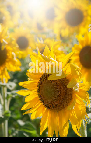 Feld mit Sonnenblumen in der Vendee, in der Nähe der Mouilleron-en-Pareds, Frankreich (Sunflare Digital Enhanced) Stockfoto