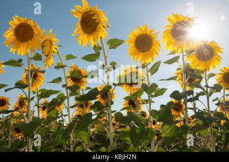 Feld mit Sonnenblumen in der Vendee, in der Nähe der Mouilleron-en-Pareds, Frankreich (Sunflare Digital Enhanced) Stockfoto