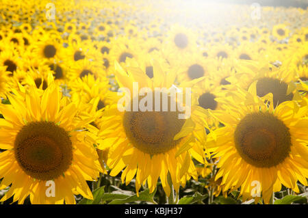 Feld mit Sonnenblumen in der Vendee, in der Nähe der Mouilleron-en-Pareds, Frankreich (Sunflare digital verbesserte), konzentrierte sich auf den Vordergrund Stockfoto