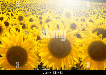 Feld mit Sonnenblumen in der Vendee, in der Nähe der Mouilleron-en-Pareds, Frankreich (Sunflare digital verbesserte), konzentrierte sich auf die Ferne Stockfoto