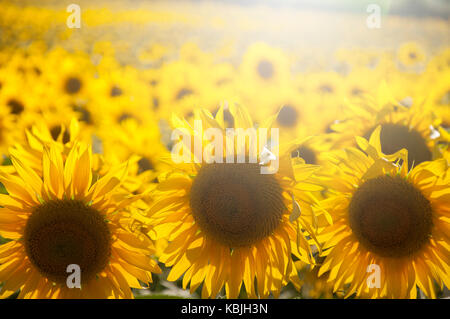 Feld mit Sonnenblumen in der Vendee, in der Nähe der Mouilleron-en-Pareds, Frankreich (Sunflare digital verbesserte), konzentrierte sich auf den Vordergrund, geringe Tiefe von Fiel Stockfoto