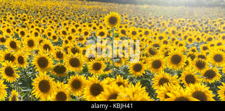 Feld mit Sonnenblumen in der Vendee, in der Nähe der Mouilleron-en-Pareds, Frankreich mit einer Sonnenblume, die sich über den anderen Sonnenblumen Stockfoto