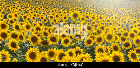 Feld mit Sonnenblumen in der Vendee, in der Nähe der Mouilleron-en-Pareds, Frankreich mit einer Sonnenblume, die sich über den anderen Sonnenblumen Stockfoto