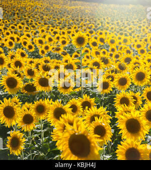 Feld mit Sonnenblumen in der Vendee, in der Nähe der Mouilleron-en-Pareds, Frankreich mit einer Sonnenblume, die sich über den anderen Sonnenblumen Stockfoto