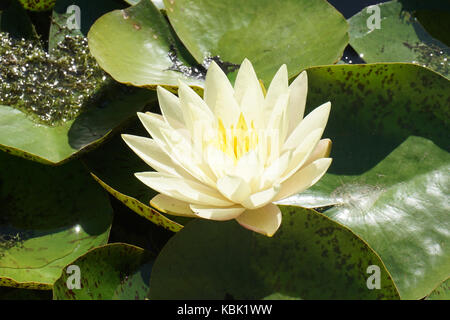 Seerose im Teich Stockfoto