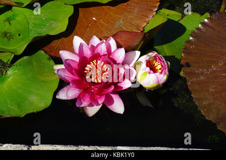 Seerose im Teich Stockfoto