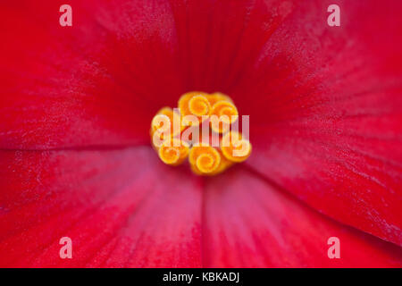 Ein Makro Bild von einer roten Blume Stockfoto