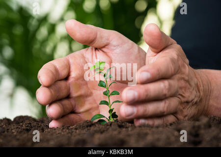 Nahaufnahme der Geschäftsmann Hände schützen Anlagen an Land Stockfoto