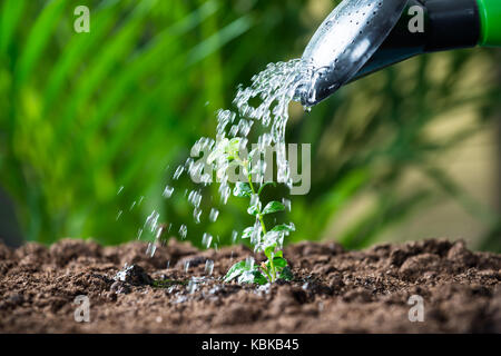 Nahaufnahme der auf Pflanzen gegossen aus kann Wasser Stockfoto