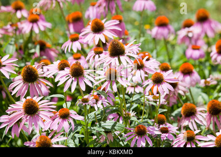 Lila Coneflowers in Garten (Echinacea angustifolia) - USA Stockfoto