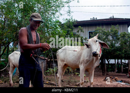 Eine schlechte kambodschanischen Bauern ist zu Fuß mit seinen Kühen in einem ländlichen Dorf in der Provinz Kampong Cham, Kambodscha. Stockfoto