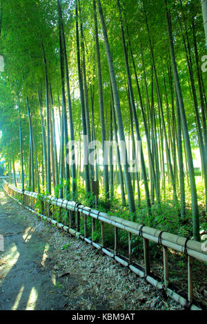 Bamboo Forest Park in Higashikurume Stadt Western Tokyo Japan Stockfoto