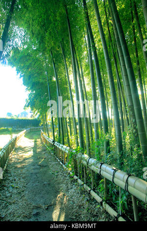 Bamboo Forest Park in Higashikurume Stadt Western Tokyo Japan Stockfoto