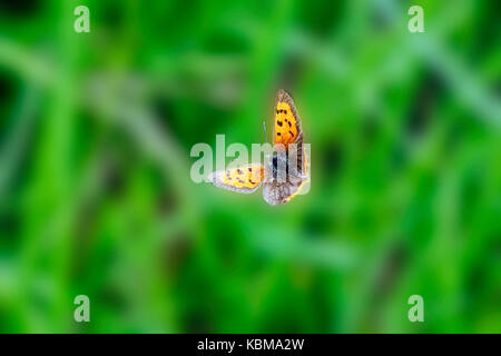 Kleiner Schmetterling über Gras Feld in der Nähe von Stoke-on-Trent, Großbritannien im sonnigen Sommer Tag fliegen. Stockfoto