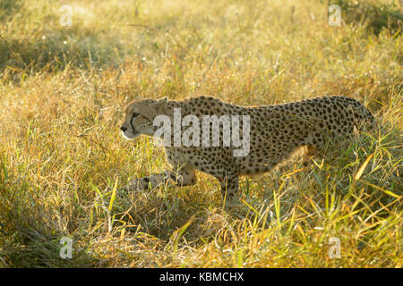 Gepard (Acinonyx jubatus) Wandern im Gras mit Hintergrundbeleuchtung, Kruger National Park, Mpumalanga, Südafrika Stockfoto