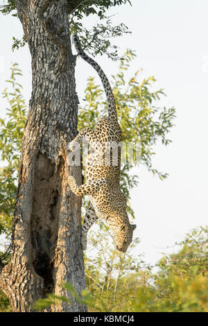 Leopard (panthera pardus) herab, von einem Baum, Krüger Nationalpark, Südafrika. Stockfoto