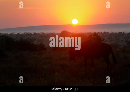 Gnu oder streifengnu (connochaetes Taurinus) zu Fuß auf Grünland bei Sonnenaufgang, Kruger National Park, Mpumalanga, Südafrika Stockfoto