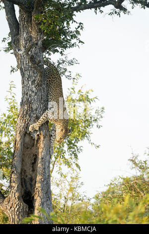 Leopard (panthera pardus) herab, von einem Baum, Krüger Nationalpark, Südafrika. Stockfoto