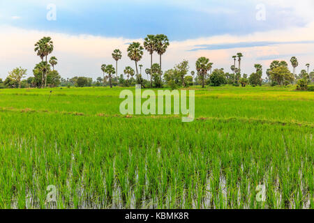 Paddy Landwirte Felder in der Regenzeit unter blauen Himmel sieht so angenehm. Stockfoto