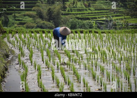 Balinesische Landwirt in Jatiluwih Reisterrassen auf Bali, Indonesien Stockfoto