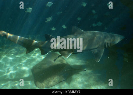 Grau Ammenhai (Carcharias taurus), Schwimmen über den Meeresboden mit Ray unter. Queensland, Australien Stockfoto