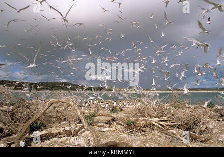 Great crested tern (Thalasseus bergii), große Herde in Flug in rookery, mit Approaching Storm clouds. Shark Bay, Western Australia Stockfoto