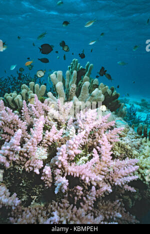 Coral Garden mit Holzstrahlen netzartiges Muster bildend (reticulate dascyllus (Dascyllus reticulatus) und harte Korallen im Vordergrund. Great Barrier Reef Marine Park, Queensland, Australien Stockfoto