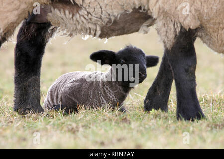 Lamm unter seiner Mutter Stockfoto