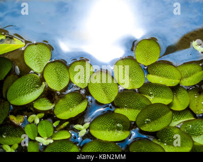 Kleine Blätter von Wasser fern auf dem Wasser schwimmend Oberfläche an Sumpf Stockfoto