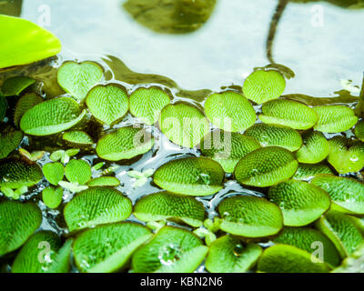 Kleine Blätter von Wasser fern auf dem Wasser schwimmend Oberfläche an Sumpf Stockfoto