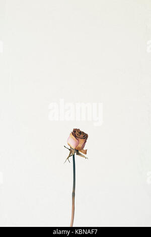 Eine sterbende Rose Stockfoto
