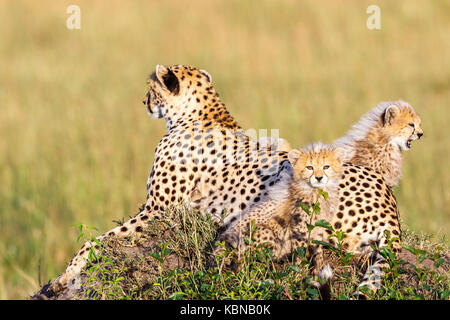 Gepardin mit Jungen auf Savannah Stockfoto