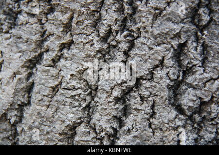 Schöne Rinde von einem außergewöhnlichen Baum in einem der schönsten Wälder Kiefer in ganz Norwegen. Die Lage ist in der Nähe der Küste, und daher. Stockfoto