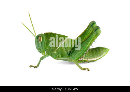 Nymphe eines Gartens locust (acanthacris ruficornis) auf die weiße, Südafrika Stockfoto