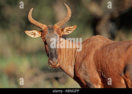 Porträt einer seltenen Wasserbüffeln Antilope (damaliscus lunatus, Südafrika Stockfoto