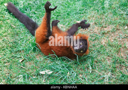 Schöne rote Vari Stockfoto