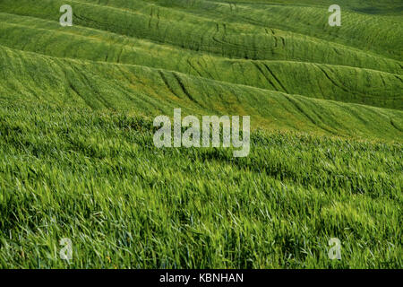 Spuren eines Traktors auf dem grünen Hügel von Weizen in der Landschaft in der Nähe von Asciano, Val d'Orcia, Toskana, Italien. Stockfoto