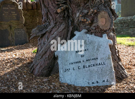 In der Nähe von alten schiefen Grabstein neben alten Baum in Stenton Pfarrkirche Friedhof begraben, East Lothian, Schottland, Großbritannien Stockfoto