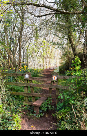 Holz- Stil auf dem South West Coast Path an maidencombe, Torquay, Devon mit Rundweg Zeichen und Frühling Narzissen blühen Stockfoto