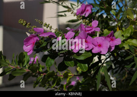 Bild von mehreren Rosa vincas morgens genommen. Stockfoto