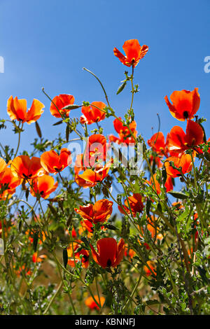 Rote Mohnblumen in Latein als Papaver Roeas bekannt. Stockfoto