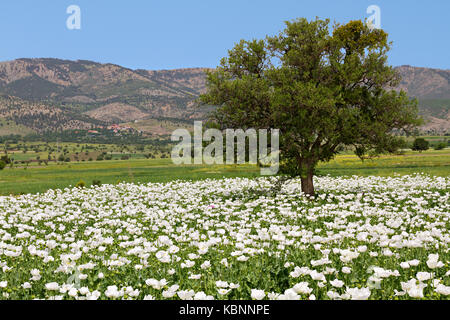 Schlafmohn Felder in der Türkei. Stockfoto