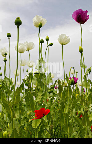 Schlafmohn, Papaver somniferum in Lateinamerika, der Türkei. Stockfoto