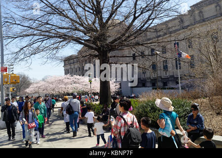 Besucher und Touristen im Brooklyn Museum der Kunst kommen sie mit einem warmen Frühlingstag mit Kirschen blühen Bäume in voller Blüte. Stockfoto