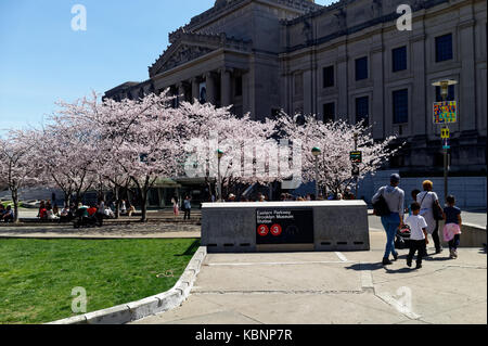 Besucher und Touristen im Brooklyn Museum der Kunst kommen sie mit einem warmen Frühlingstag mit Kirschen blühen Bäume in voller Blüte. Stockfoto