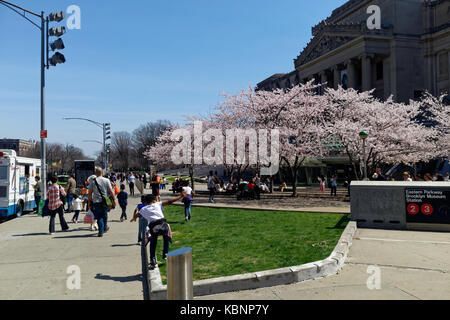 Besucher und Touristen im Brooklyn Museum der Kunst kommen sie mit einem warmen Frühlingstag mit Kirschen blühen Bäume in voller Blüte. Stockfoto