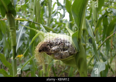 Maiskolben von Corn smut (Ustilago maydis) Pilz. Es ist auch essbar und in Mexiko als Delikatesse. Stockfoto